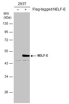 Non-transfected (–) and transfected (+) 293T whole cell extracts (30 μg) were separated by 10% SDS-PAGE, and the membrane was blotted with NELF-E antibody [E1C1] (GTX632192) diluted at 1:500.