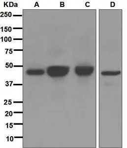 Western blot analysis on (A) C2C12, (B) PC-12, (C) HeLa, and (D) HepG2 cell lysates using anti-Type-1 Angiotensin II receptor RabMAb (cat. #GTX63229).