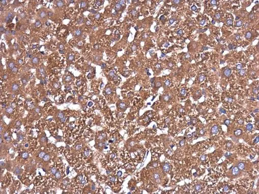 Glutaminase C antibody [GT3211] detects Glutaminase C protein at cytoplasm in mouse liver by immunohistochemical analysis. Sample: Paraffin-embedded mouse liver. Glutaminase C antibody [GT3211] (GTX632317) diluted at 1:250. 
 Antigen Retrieval: Citrate buffer, pH 6.0, 15 min