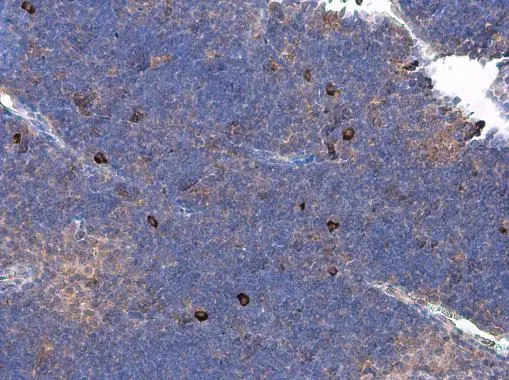 IL10 antibody [GT5111]