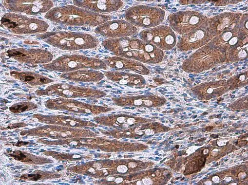 IL10 antibody [GT5111]