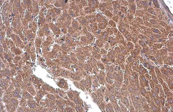 T-Plastin antibody [GT236] detects T-Plastin protein at cytoplasm by immunohistochemical analysis. Sample: Paraffin-embedded mouse liver. T-Plastin stained by T-Plastin antibody [GT236] (GTX632481) diluted at 1:200. Antigen Retrieval: Citrate buffer, pH 6.0, 15 min