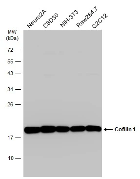 Various whole cell extracts (30 μg) were separated by 12% SDS-PAGE, and the membrane was blotted with Cofilin 1 antibody [GT217] (GTX632582) diluted at 1:1000. The HRP-conjugated anti-mouse IgG antibody (GTX213111-01) was used to detect the primary antibody.