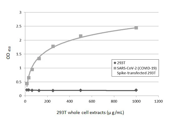 実働品　CORONA STANDARD コロナタイプライター　AZERT配列 Anti-SARS-CoV / SARS-CoV-2 (COVID-19) spike antibody [1A9