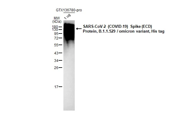 Anti-SARS-CoV / SARS-CoV-2 (COVID-19) spike antibody [1A9