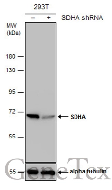 Anti-SDHA antibody [GT20710] (GTX632636) | GeneTex
