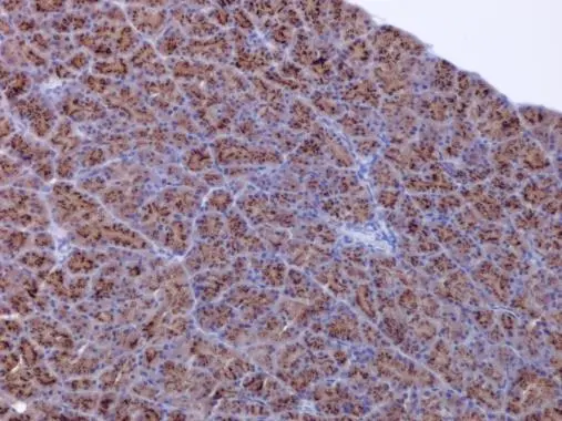 FACL4 antibody [GT566] detects FACL4 protein at cytoplasm in rat pancreas by immunohistochemical analysis. Sample: Paraffin-embedded rat pancreas. FACL4 antibody [GT566] (GTX632675) diluted at 1:100. 
 Antigen Retrieval: Citrate buffer, pH 6.0, 15 min