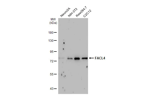 Various whole cell extracts (30 μg) were separated by 7.5% SDS-PAGE, and the membrane was blotted with FACL4 antibody [GT566] (GTX632675) diluted at 1:1000. The HRP-conjugated anti-mouse IgG antibody (GTX213111-01) was used to detect the primary antibody, and the signal was developed with Trident ECL plus-Enhanced.