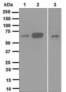 WB analysis of (1) K562, (2) U937 and (3) THP-1 lysates (10 microg per lane) using Cdc25B antibody [EPR3459(2)] at a dilution of 1:1,000.