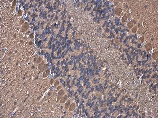 YAP1 antibody [GT256] detects YAP1 protein at cytoplasm in mouse brain by immunohistochemical analysis. Sample: Paraffin-embedded mouse brain. YAP1 antibody [GT256] (GTX633541) diluted at 1:200. 
 Antigen Retrieval: Citrate buffer, pH 6.0, 15 min