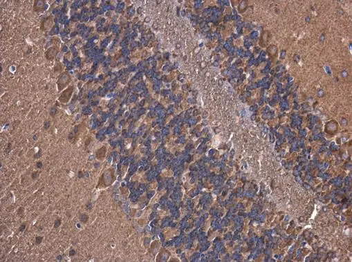 ATP6V1A antibody [GT3846] detects ATP6V1A protein at cytoplasm in mouse brain by immunohistochemical analysis. Sample: Paraffin-embedded mouse brain. ATP6V1A antibody [GT3846] (GTX633542) diluted at 1:200. 
 Antigen Retrieval: Citrate buffer, pH 6.0, 15 min