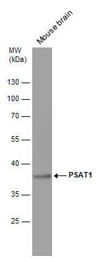 Mouse tissue extract (50 μg) was separated by 10% SDS-PAGE, and the membrane was blotted with PSAT1 antibody [GT2918] (GTX633623) diluted at 1:500.