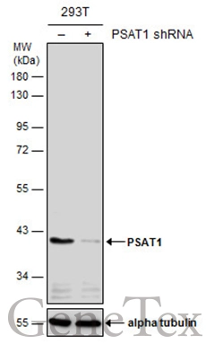 Non-transfected (–) and transfected (+) 293T whole cell extracts (30 μg) were separated by 10% SDS-PAGE, and the membrane was blotted with PSAT1 antibody [GT2918] (GTX633623) diluted at 1:500.