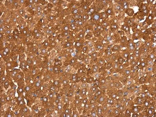 IDE antibody [GT286] detects IDE protein at cytoplasm in mouse liver by immunohistochemical analysis. Sample: Paraffin-embedded mouse liver. IDE antibody [GT286] (GTX633625) diluted at 1:200. 
 Antigen Retrieval: Citrate buffer, pH 6.0, 15 min