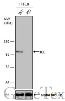 Wild-type (WT) and IDE knockout (KO) HeLa cell extracts (30 μg) were separated by 7.5% SDS-PAGE, and the membrane was blotted with IDE antibody [GT286] (GTX633625) diluted at 1:500. The HRP-conjugated anti-mouse IgG antibody (GTX213111-01) was used to detect the primary antibody.