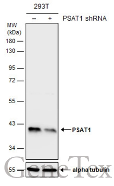 Non-transfected (–) and transfected (+) 293T whole cell extracts (30 μg) were separated by 10% SDS-PAGE, and the membrane was blotted with PSAT1 antibody [GT1353] (GTX633629) diluted at 1:500.