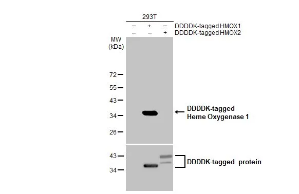 Non-transfected (–) and transfected (+) 293T whole cell extracts (30 μg) were separated by 12% SDS-PAGE, and the membrane was blotted with Heme Oxygenase 1 antibody [GT17811] (GTX633677) diluted at 1:5000. The HRP-conjugated anti-mouse IgG antibody (GTX213111-01) was used to detect the primary antibody.