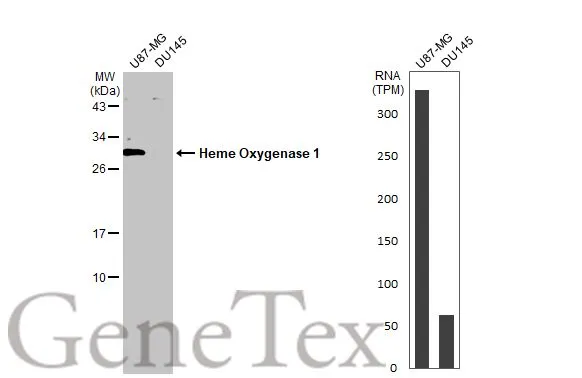 Various whole cell extracts (30 μg) were separated by 12% SDS-PAGE, and the membrane was blotted with Heme Oxygenase 1 antibody [GT17811] (GTX633677) diluted at 1:1000. The HRP-conjugated anti-mouse IgG antibody (GTX213111-01) was used to detect the primary antibody. Corresponding RNA expression data for the same cell lines are based on Human Protein Atlas program.