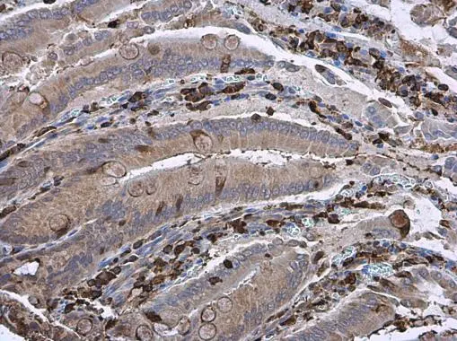 Gelsolin antibody [GT1656] detects secreted Gelsolin protein in rat duodenum by immunohistochemical analysis. Sample: Paraffin-embedded rat duodenum. Gelsolin antibody [GT1656] (GTX633690) diluted at 1:200. 
 Antigen Retrieval: Citrate buffer, pH 6.0, 15 min