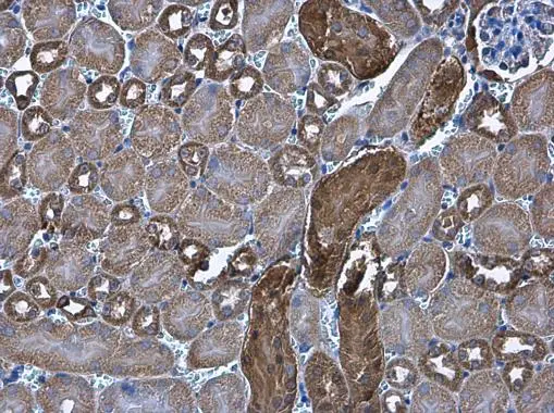 Cytochrome C antibody [GT577] detects Cytochrome C protein at cytoplasm in mouse kidney by immunohistochemical analysis. Sample: Paraffin-embedded mouse kidney. Cytochrome C antibody [GT577] (GTX633691) diluted at 1:200. 
 Antigen Retrieval: Citrate buffer, pH 6.0, 15 min