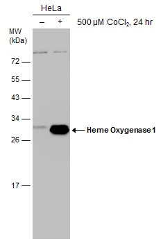 Untreated (–) and treated (+) HeLa whole cell extracts (30 μg) were separated by 12% SDS-PAGE, and the membrane was blotted with Heme Oxygenase 1 antibody [GT664] (GTX633693) diluted at 1:1000.
