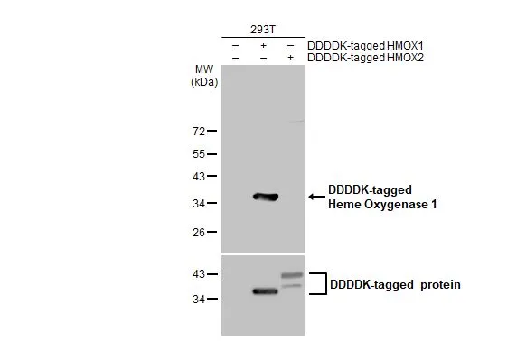 Non-transfected (–) and transfected (+) 293T whole cell extracts (30 μg) were separated by 12% SDS-PAGE, and the membrane was blotted with Heme Oxygenase 1 antibody [GT664] (GTX633693) diluted at 1:5000. The HRP-conjugated anti-mouse IgG antibody (GTX213111-01) was used to detect the primary antibody.
