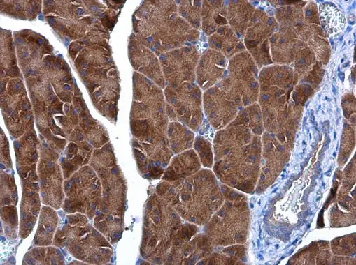 IDE antibody [GT143] detects IDE protein at cytoplasm in mouse pancreas by immunohistochemical analysis. Sample: Paraffin-embedded mouse pancreas. IDE antibody [GT143] (GTX633694) diluted at 1:200. 
 Antigen Retrieval: Citrate buffer, pH 6.0, 15 min