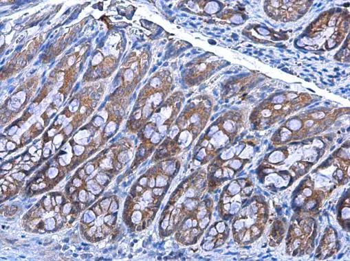 IDE antibody [GT143] detects IDE protein at cytoplasm in rat colon by immunohistochemical analysis. Sample: Paraffin-embedded rat colon. IDE antibody [GT143] (GTX633694) diluted at 1:200. 
 Antigen Retrieval: Citrate buffer, pH 6.0, 15 min