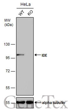 Wild-type (WT) and IDE knockout (KO) HeLa cell extracts (30 μg) were separated by 7.5% SDS-PAGE, and the membrane was blotted with IDE antibody [GT143] (GTX633694) diluted at 1:1000. The HRP-conjugated anti-mouse IgG antibody (GTX213111-01) was used to detect the primary antibody.