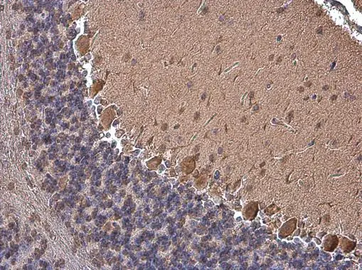 p130Cas antibody [GT331] detects p130Cas protein at cytoplasm in mouse brain by immunohistochemical analysis. Sample: Paraffin-embedded mouse brain. p130Cas antibody [GT331] (GTX633771) diluted at 1:200. 
 Antigen Retrieval: Citrate buffer, pH 6.0, 15 min