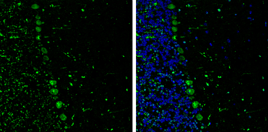 p130Cas antibody [GT331] detects p130Cas protein expression by immunohistochemical analysis. Sample: Frozen-sectioned adult mouse cerebellum. Green: p130Cas protein stained by p130Cas antibody [GT331] (GTX633771) diluted at 1:250. Blue: Fluoroshield with DAPI (GTX30920). 
 Antigen Retrieval: Citrate buffer, pH 6.0, 10 min