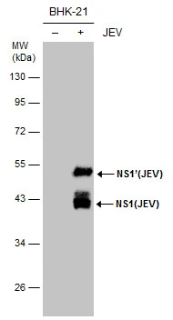 Non-infected (–) and infected (+) BHK-21 whole cell extracts (5 μg) were separated by 10% SDS-PAGE, and the membrane was blotted with TDP43 antibody [GT6310] (GTX633812) diluted at 1:20000.