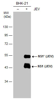 Non-infected (–) and infected (+) BHK-21 whole cell extracts (15 μg) were separated by 10% SDS-PAGE, and the membrane was blotted with NS1 (JEV) antibody (GTX633819) diluted at 1:5000.