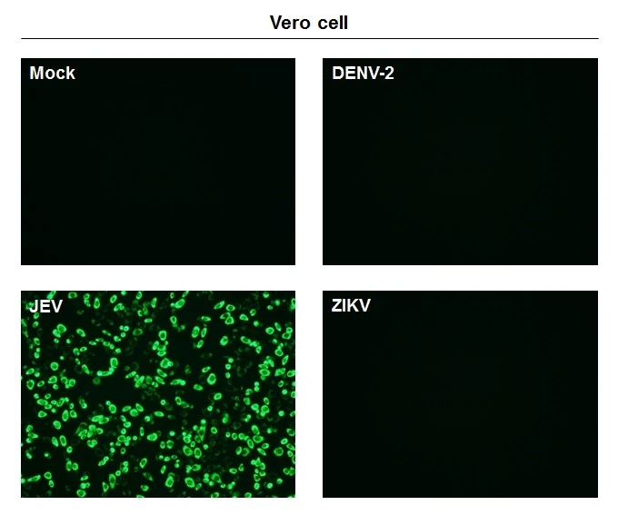 Immunofluorescent analysis of non-infected and infected vero cells using NS1 (JEV) antibody [GT1448] (GTX633819). Green: NS1 (JEV) antibody [GT1448] (GTX633819) diluted at 1:500.