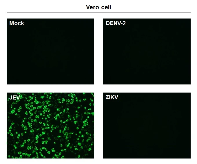 Anti-Japanese encephalitis virus NS1 antibody [GT1410] (GTX633820