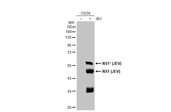 Anti-Japanese encephalitis virus NS1 antibody [GT1410] (GTX633820