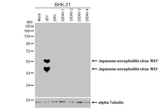 Non-infected and infected BHK-21 whole cell extracts (5 μg) were separated by 10% SDS-PAGE, and the membrane was blotted with Japanese encephalitis virus NS1 antibody [GT1410] (GTX633820) diluted at 1:1000. The HRP-conjugated anti-mouse IgG antibody (GTX213111-01) was used to detect the primary antibody.