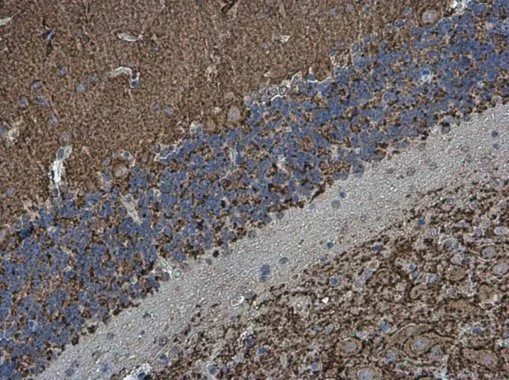 Synaptophysin antibody [GT1825] detects Synaptophysin protein at cell membrane in mouse brain by immunohistochemical analysis.