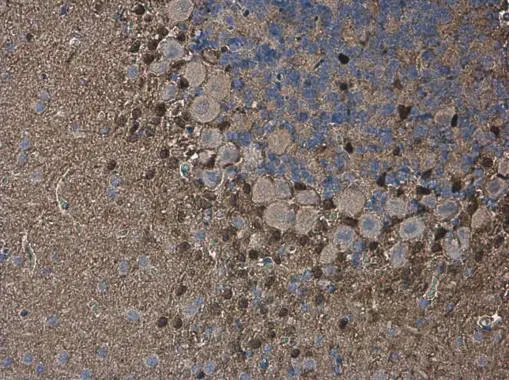 QKI antibody [GT1589] detects QKI protein at cytoplasm and nucleus in rat brain by immunohistochemical analysis. Sample: Paraffin-embedded rat brain. QKI antibody [GT1589] (GTX633920) diluted at 1:200. 
 Antigen Retrieval: Citrate buffer, pH 6.0, 15 min
