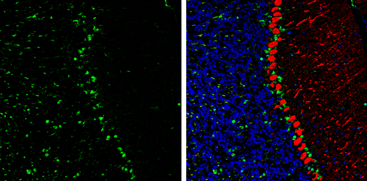 QKI antibody [GT1589] detects QKI protein expression by immunohistochemical analysis. Sample: Frozen-sectioned adult mouse cerebellum. Green: QKI protein stained by QKI antibody [GT1589] (GTX633920) diluted at 1:250. Red: Calbindin, stained by Calbindin antibody (GTX130856) diluted at 1:500. Blue: Fluoroshield with DAPI (GTX30920).