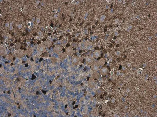 QKI antibody [GT2612]