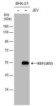 Non-infected (–) and infected (+) BHK-21 whole cell extracts (15 μg) were separated by 10% SDS-PAGE, and the membrane was blotted with NS1' (JEV) antibody [GT25111] (GTX633961) diluted at 1:5000.
