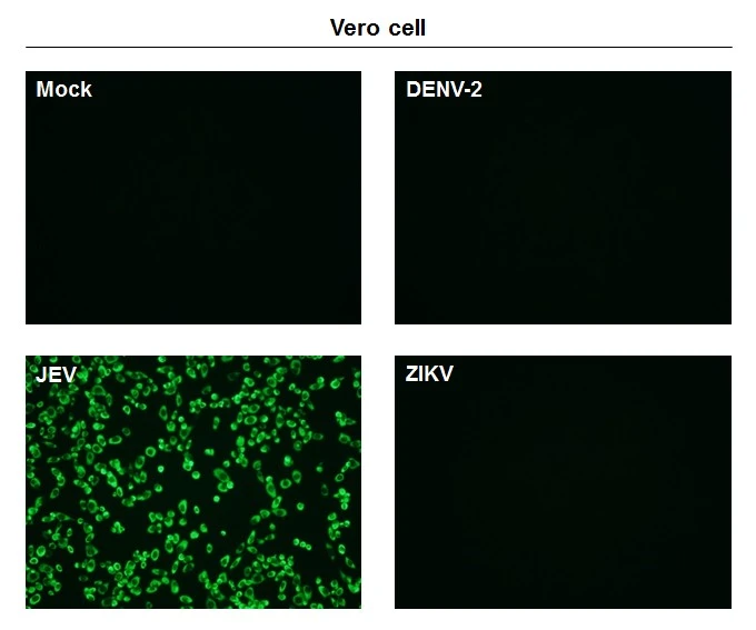 Immunofluorescent analysis of non-infected and infected vero cells using NS1' (JEV) antibody [GT25111] (GTX633961). Green: NS1' (JEV) antibody [GT25111] (GTX633961) diluted at 1:500.