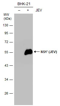 Non-infected (–) and infected (+) BHK-21 whole cell extracts (15 μg) were separated by 10% SDS-PAGE, and the membrane was blotted with NS1' (JEV) antibody [GT1345] (GTX633962) diluted at 1:10000.