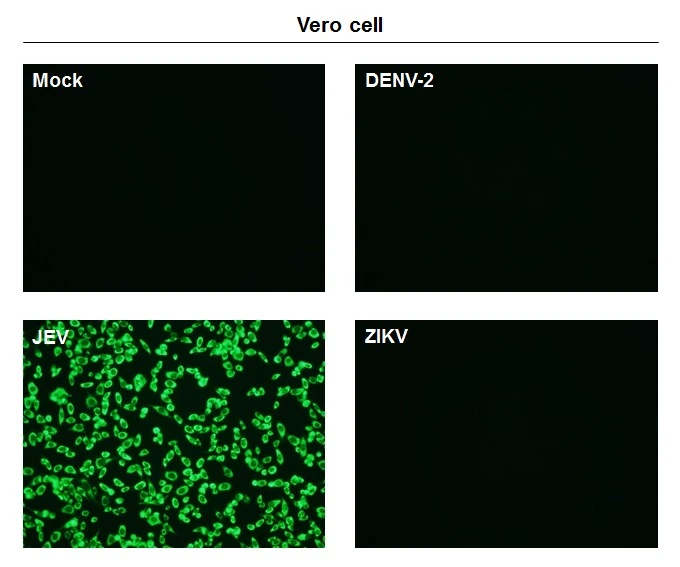 Immunofluorescent analysis of non-infected and infected vero cells using NS1' (JEV) antibody [GT1345] (GTX633962). Green: NS1' (JEV) antibody [GT1345] (GTX633962) diluted at 1:500.