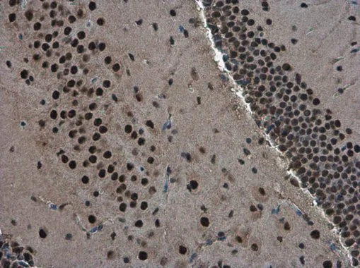 TDP43 antibody [GT6310] detects TDP43 protein at nucleus in mouse brain by immunohistochemical analysis. Sample: Paraffin-embedded mouse brain. TDP43 antibody [GT6310] (GTX633973) diluted at 1:200. 
 Antigen Retrieval: Citrate buffer, pH 6.0, 15 min