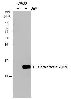 Non-infected (–) and infected (+) C6/36 whole cell extracts (15 μg) were separated by 15% SDS-PAGE, and the membrane was blotted with Core protein C (JEV) antibody [GT127] (GTX634152) diluted at 1:1000. The HRP-conjugated anti-mouse IgG antibody (GTX213111-01) was used to detect the primary antibody.