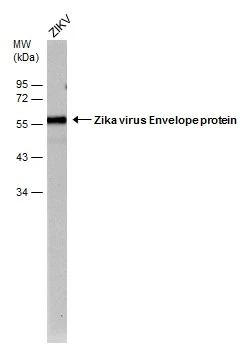 Zika Virus-PRVABC59 infected Vero cells were separated by 4-20% SDS-PAGE,and the membrane was blotted with Zika virus Envelope protein antibody [GT363] (HRP) (GTX634155-01) diluted at 1:2000.