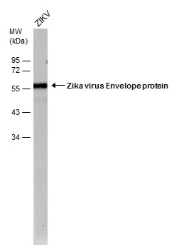 Zika Virus-PRVABC59 infected Vero cells were separated by 4-20% SDS-PAGE, and the membrane was blotted with Zika virus Envelope protein antibody [GT363] (HRP) (GTX634155-01) diluted at 1:2000.