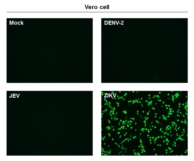 Mock and infected Vero whole cell extracts (15 ug,unboiled) were separated by gradient gel,and the membrane was blotted with Zika virus Envelope protein antibody [GT363] (GTX634155) culture supernatant.